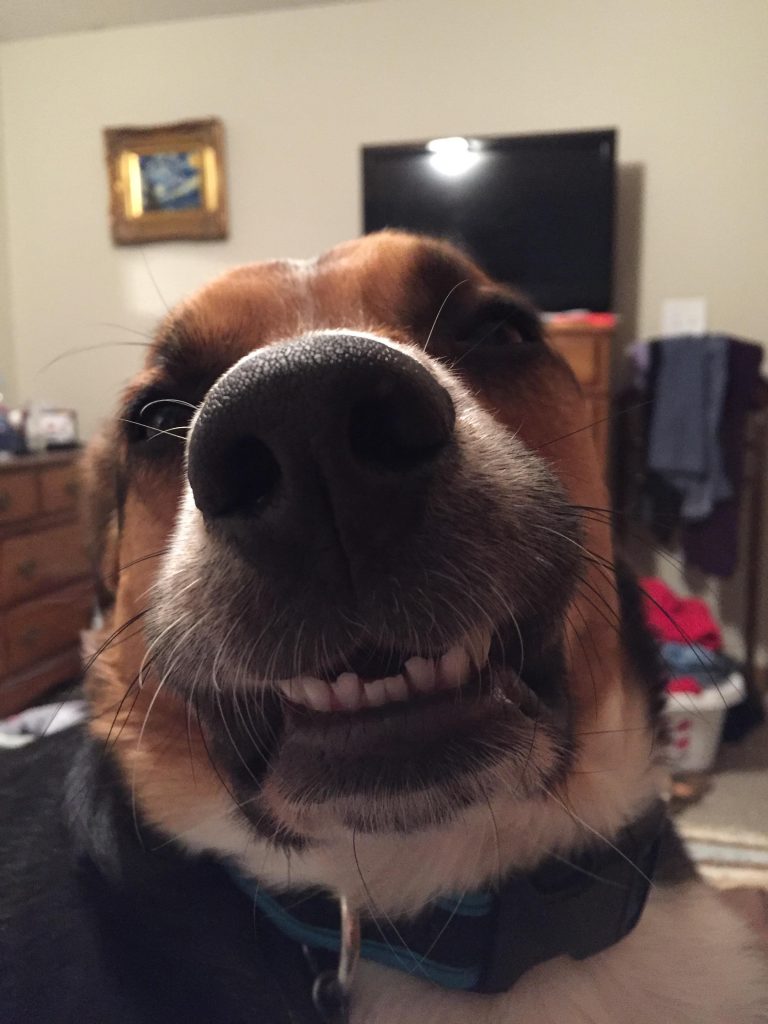 16 Derpy Dogs Trying To Flash Their Pearly Whites For The Camera ...