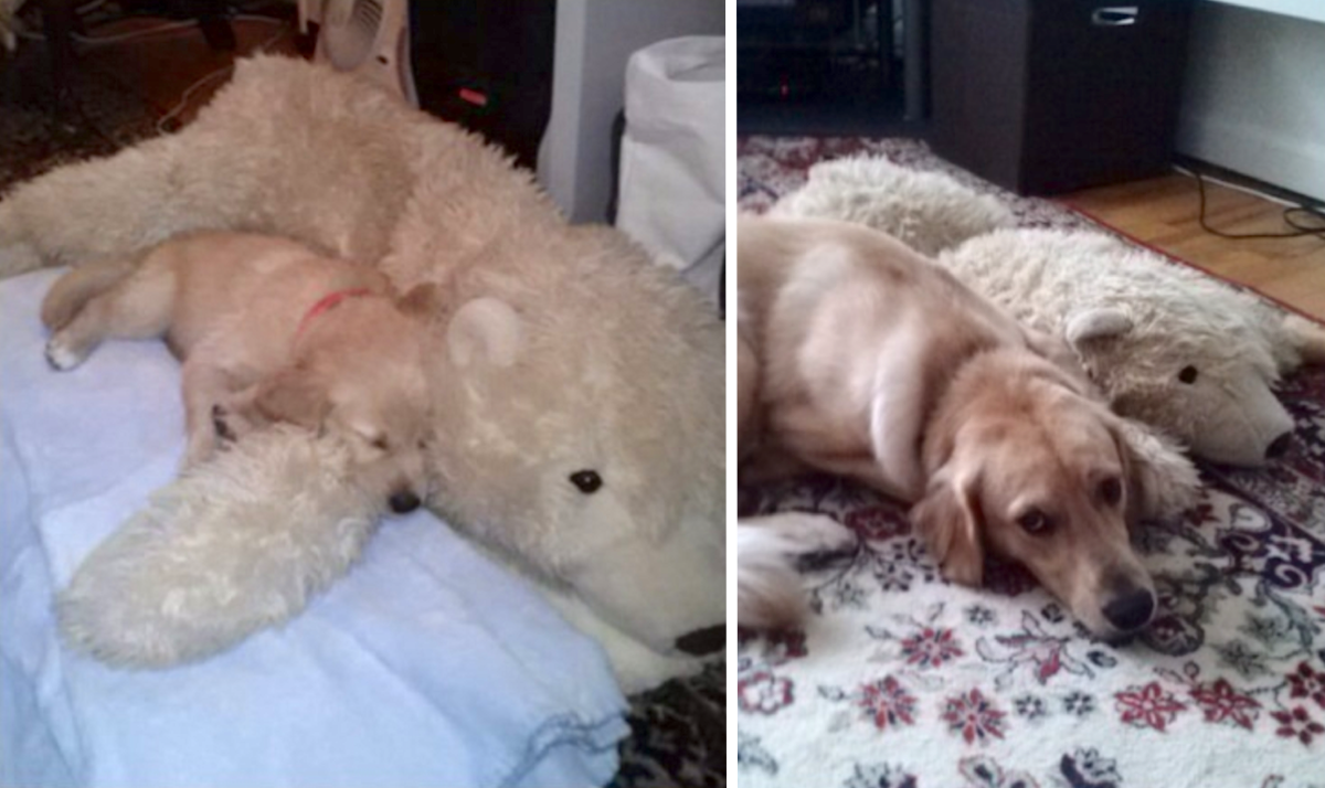 20 Pets Who Have Loved The Same Toy Their Entire Lives