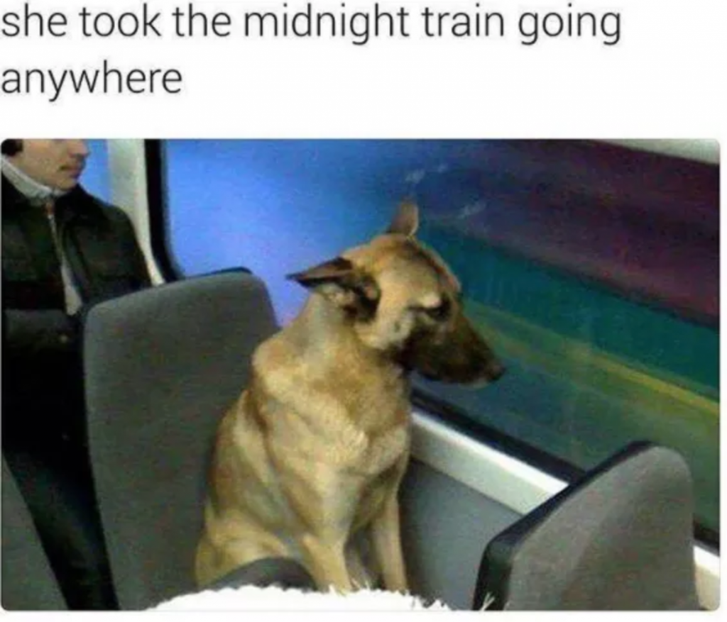 31 Funny Dog Memes Thatll Have You In Stitches PawM