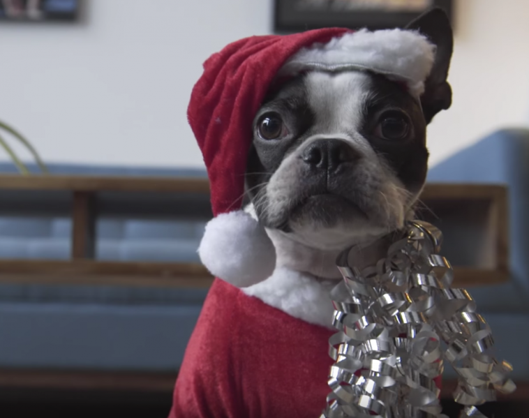 Santa Dog Is Here To Wish You A Merry Christmas – PawMyGosh