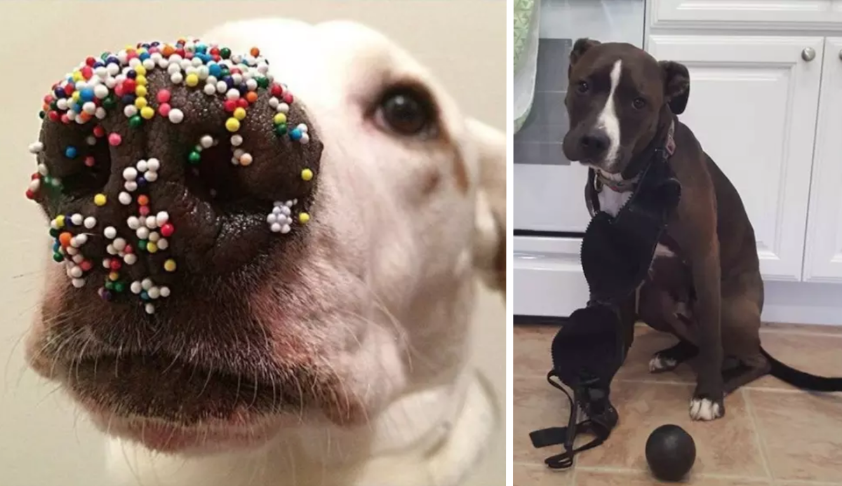 26 Dogs Who Swear Up And Down On Their Lives That They Didn't Do It