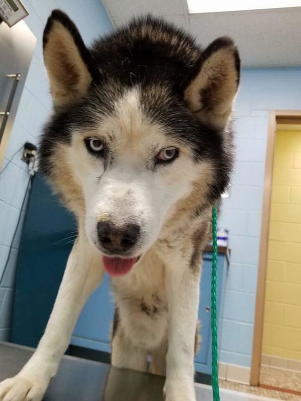 After 15 Years On A Chain In The Worst Conditions, Husky Finally Learns ...