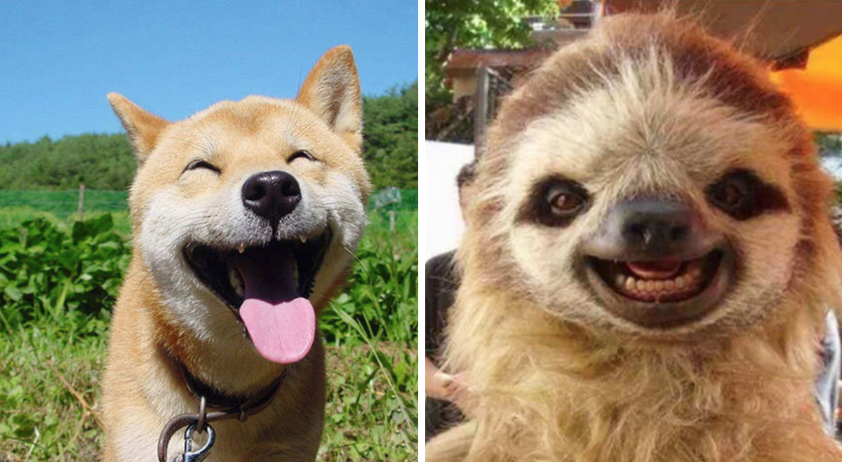 23 Happy Animals To Kick Your Day Off On The Right Foot - PawMyGosh