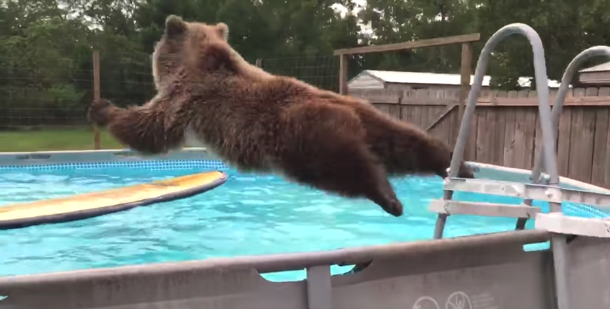 Grizzly Bear Jumps In Man's Pool, Turns Around And Flashes ...