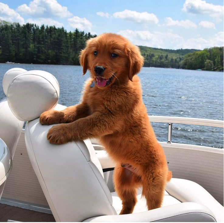 18 Reasons Golden Retrievers Are The Most Overrated Dog Breed - PawMyGosh