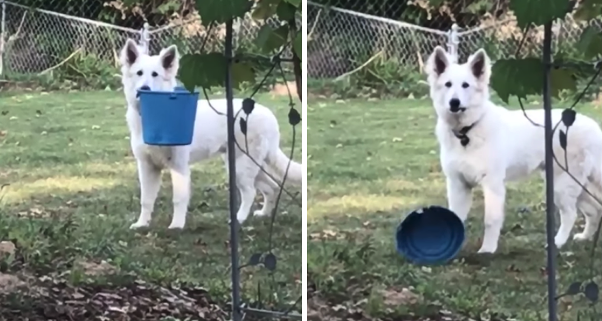 Guilty German Shepherd Caught Red-Handed With Owner’s Forbidden Bucket ...