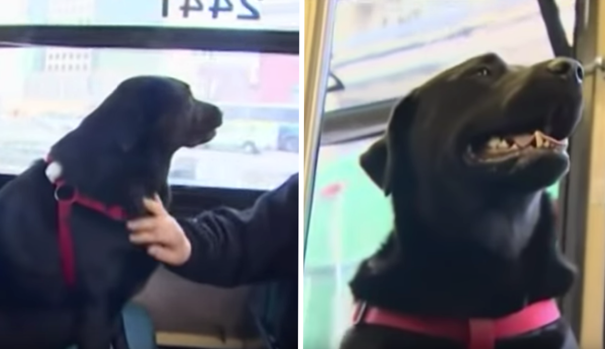 Clever Dog Takes The Bus By Herself Every Day To Go To The Park PawMyGosh