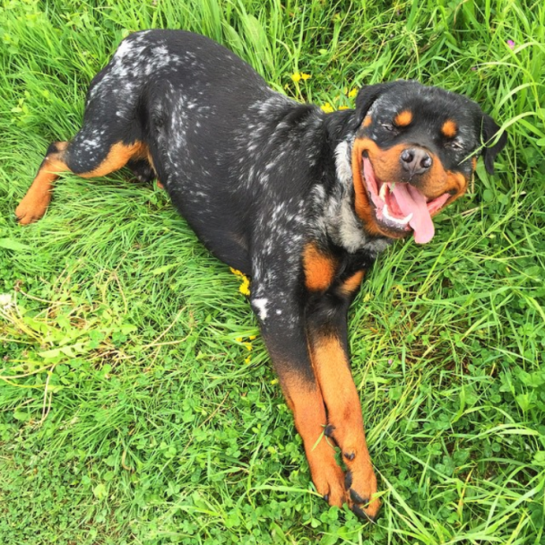 13 Dogs With Vitiligo Who Are As Beautiful As Can Be – PawMyGosh