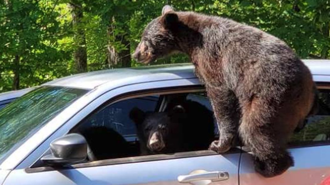 Медведь залазит в машину