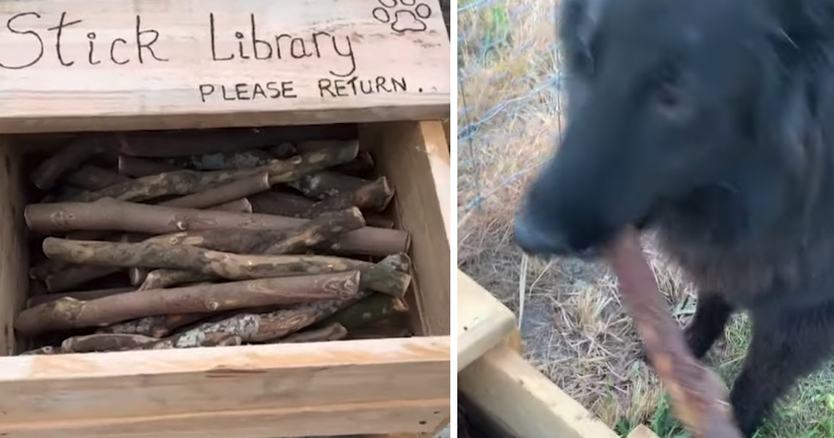 Someone Built A Stick Library For All Of The Pooches At The Dog Park